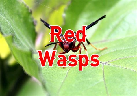 redwaps|19 Amazing Red Wasps (Pictures And Identification Guide)